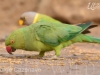 parrot-1