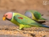 parrot-2