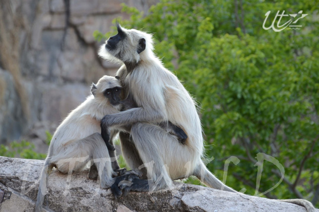 Wildlife in Madhya Pradesh | INDIA WILDLIFE TOUR PACKAGES Wildlife in Madhya Pradesh | INDIA WILDLIFE TOUR PACKAGES